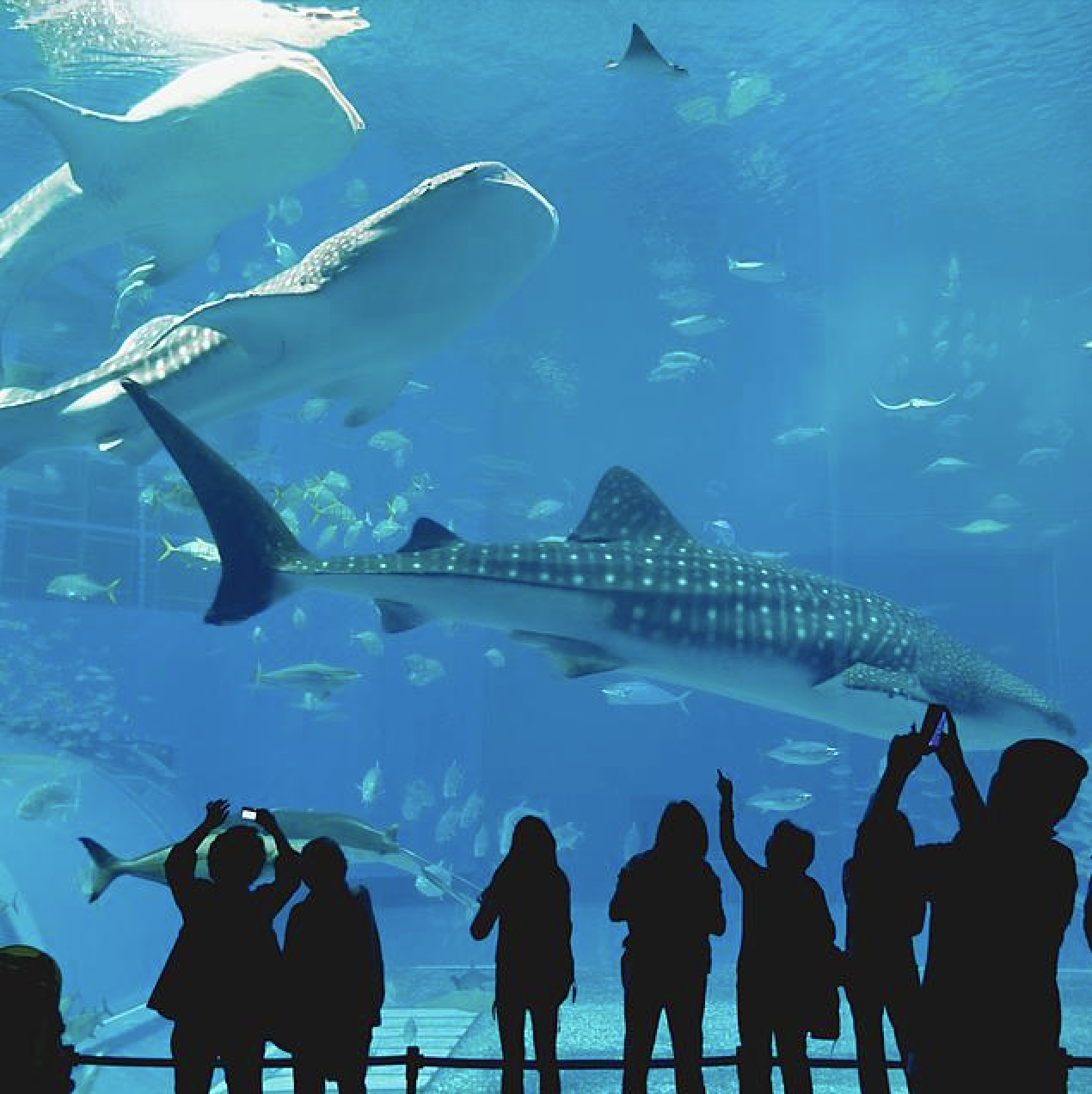 NY Aquarium
